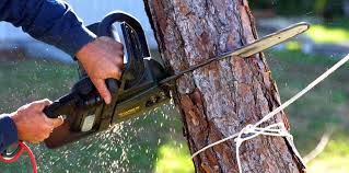 Best Tree Removal  in Corbin, KY
