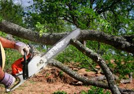 Best Hazardous Tree Removal  in Corbin, KY