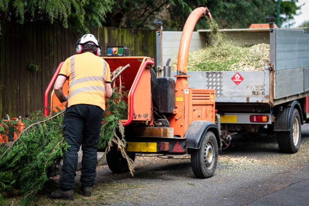Best Tree Cabling and Bracing  in Corbin, KY