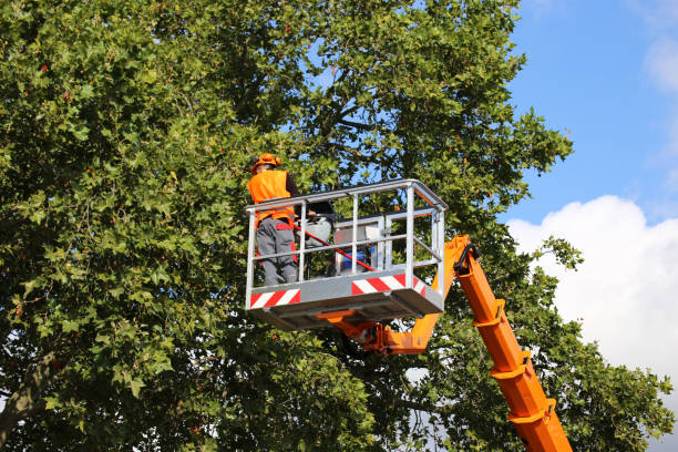 Corbin, KY Tree Services Company