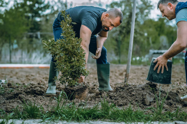 How Our Tree Care Process Works  in  Corbin, KY