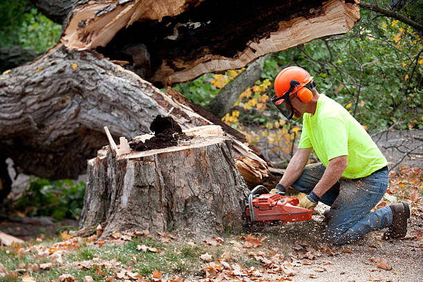 Best Tree and Shrub Care  in Corbin, KY