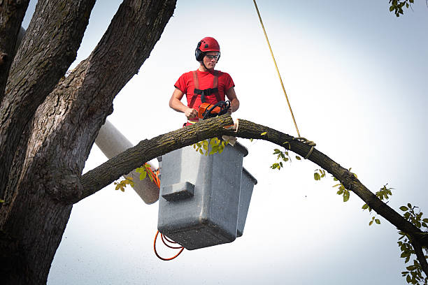 Best Firewood Processing and Delivery  in Corbin, KY