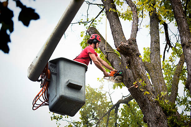 Best Tree and Shrub Care  in Corbin, KY