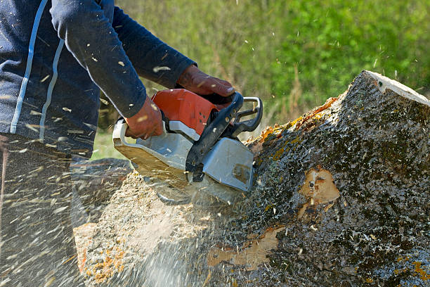Best Tree Disease Treatment  in Corbin, KY
